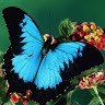 Deborah Manning